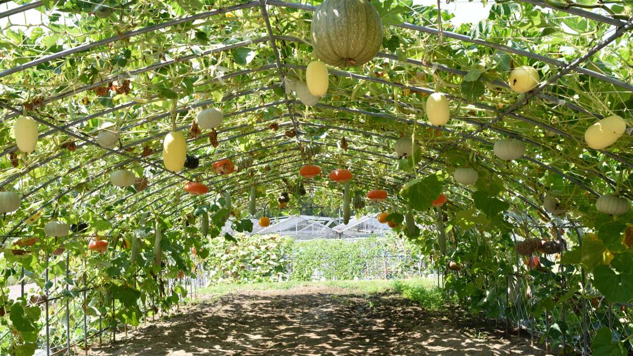 Trellises for Plants